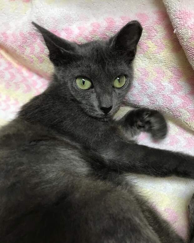 кошка на кровати