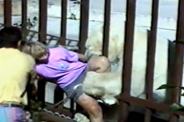 3. Нападение белого медведя на посетительницу зоопарка в Анкоридже, 1994 г. дикие животные, нападение медведя, нападение хищника