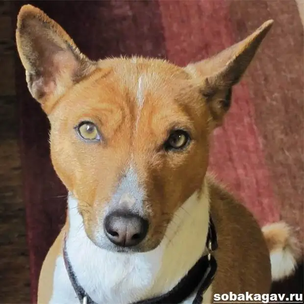 Басенджи собака. Описание, особенности, уход и цена породы басенджи