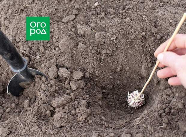 Способы посадки озимого чеснока
