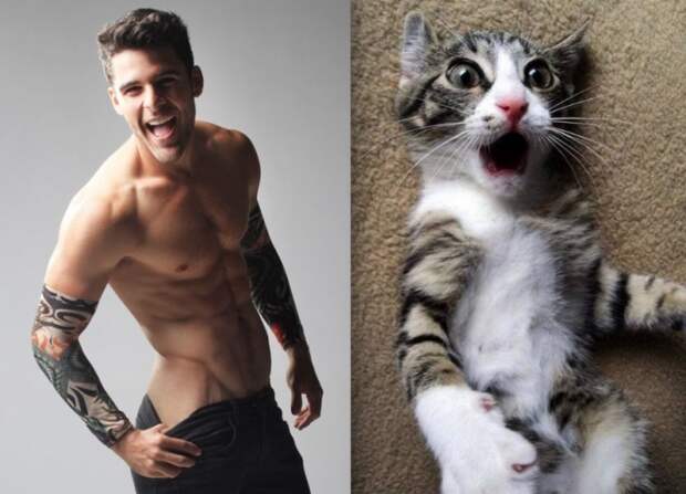 коты воссоздают фотографии, коты  кошки фотографии моделей, коты повторяют фото моделей