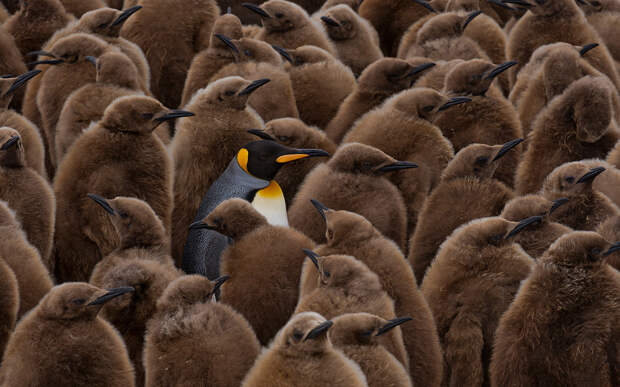 На страже птенцов пингвинов
