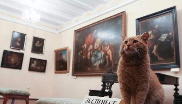 музей взял на работу кота, музей в России взял на работу кота, кот Марай