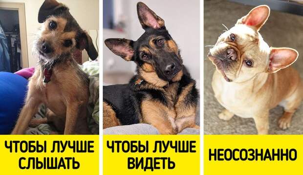 10 странных собачьих привычек, у которых есть научное объяснение