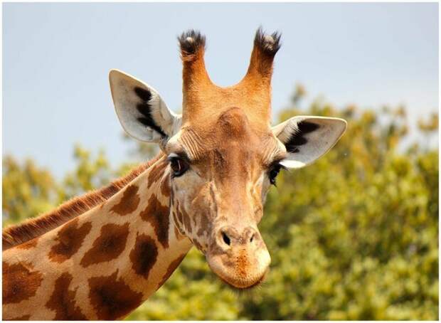 Красавец жираф животные, интересное, природа, строение, таксидермист, факты, черепа