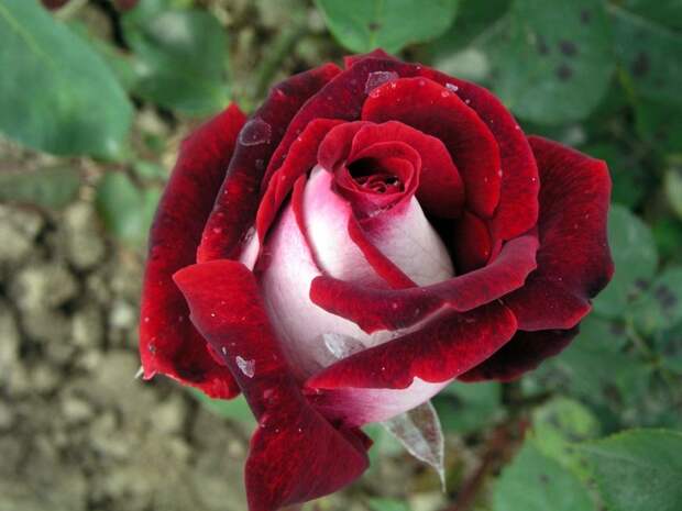 osiria 1 Роза сорта Osiria