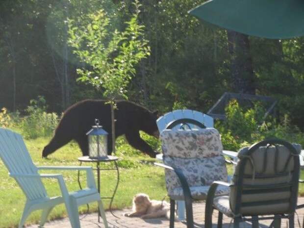 A Bear In The Yard My Cat Couldn