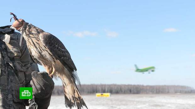 Особая ястребиная служба: как птицы охраняют аэропорты Москвы