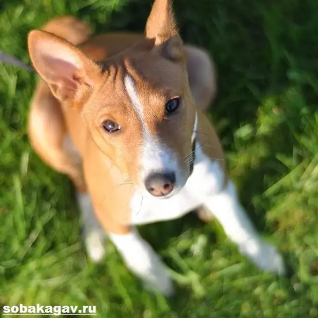Басенджи собака. Описание, особенности, уход и цена породы басенджи