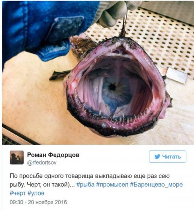 Познавательный твиттер моряка Романа Федорцова (16 фото)