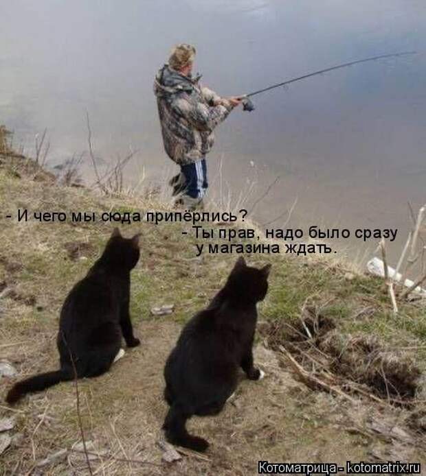 Лучшие котоматрицы недели (50 фото)
