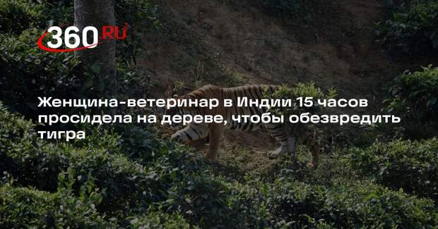 Женщина-ветеринар в Индии 15 часов просидела на дереве, чтобы обезвредить тигра