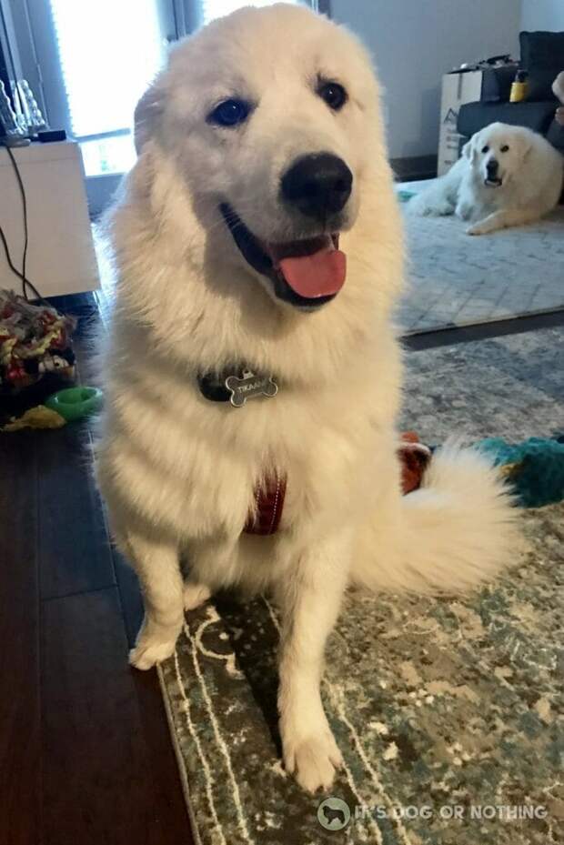 Great Pyrenees puppy | It's Dog or Nothing