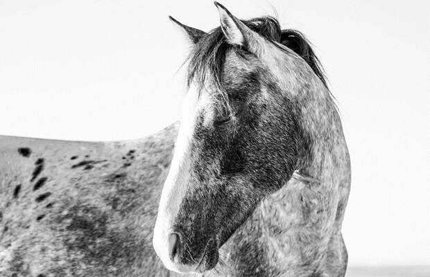 10 волшебных фотографий диких лошадей с острова Камберленд