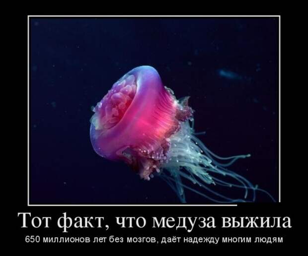Демотиваторы (30 фото)