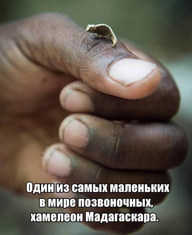 kartinok-prikolnyh-podborka-kartinki-smeshnye-kartinki-fotoprikoly