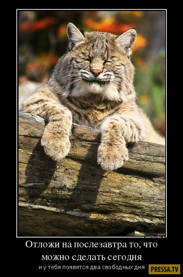 Демотиваторы (42 фото)