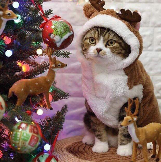 Новогодние коты животные, кот, новый год, рождество
