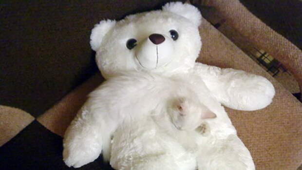 find-hidden-cat-camouflage-hide-and-seek-catouflage