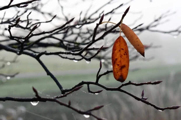 Почти летнее тепло и сугробы: в марте синоптики обещают погодные аномалии