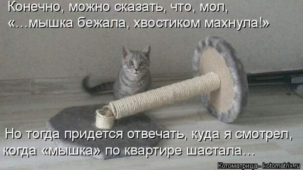 Лучшие котоматрицы недели (50 фото)