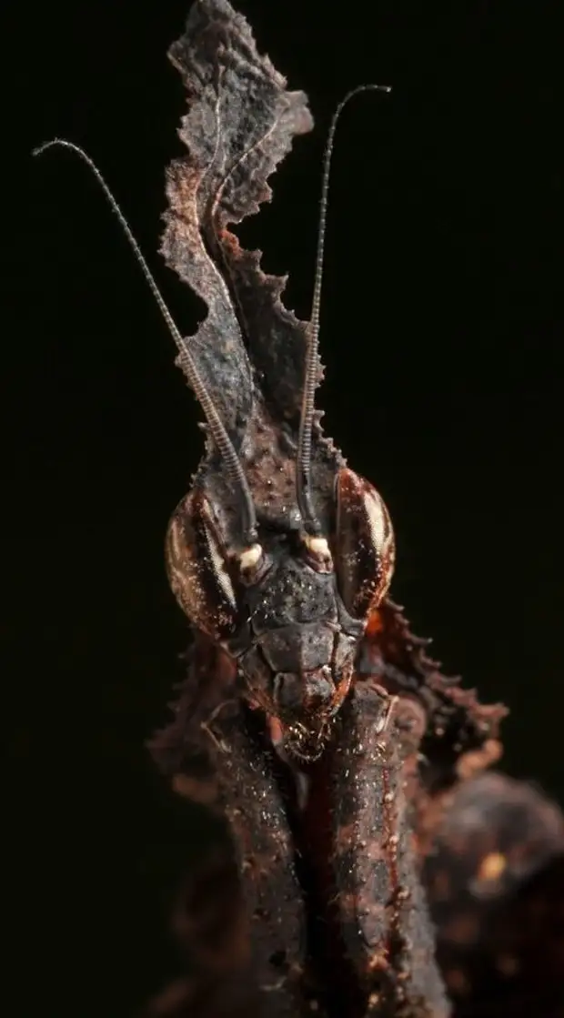 Богомол призрак. Богомол Phyllocrania paradoxa. Ghost Mantis (Phyllocrania paradoxa). Богомол-призрак (Phyllocrania paradoxa). Богомол Empusa pennicornis.