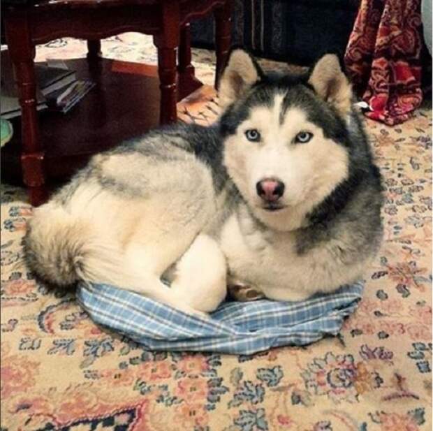 Четвероногие проказники: 20 фотографий забавных псов, которые не прочь пошалить