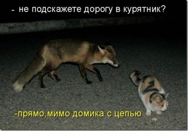 1297989336_kotomatritsa-8