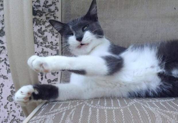 Чихающие кошки, которые вызовут у вас улыбку (16 фото)