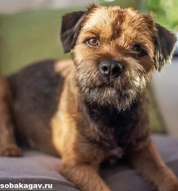 Бордер терьер собака. Описание, особенности, уход и цена бордер терьера