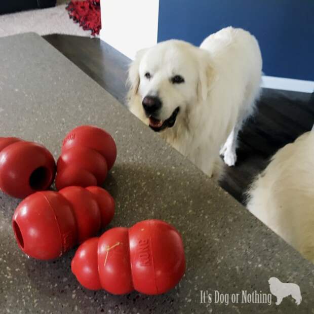Great Pyrenees | It's Dog or Nothing #grainfreeforme
