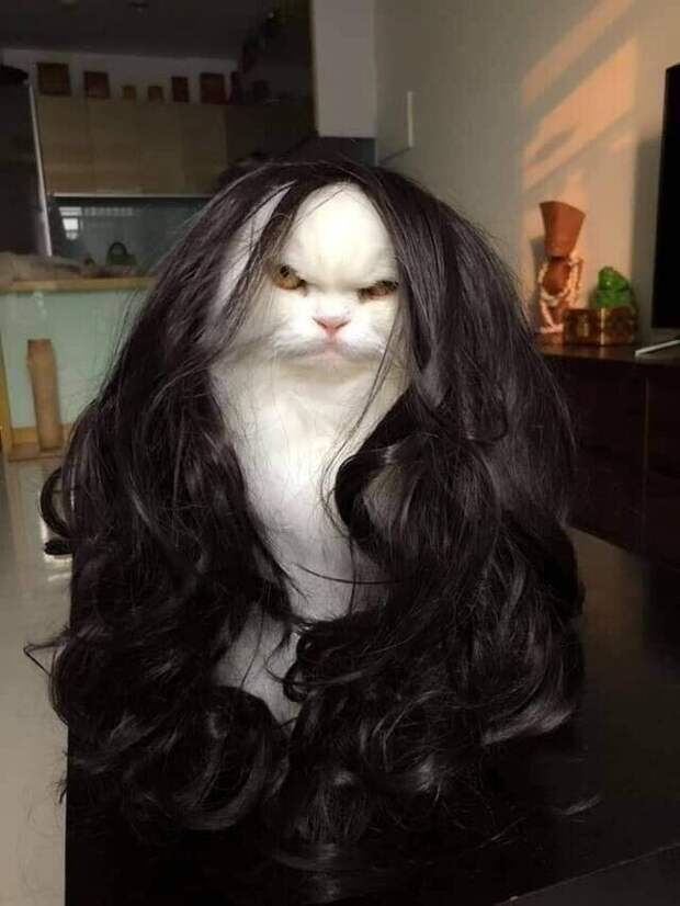 Примерил парик жены на кота. Одно лицо! Примерил парик жены на кота. Одно лицо!