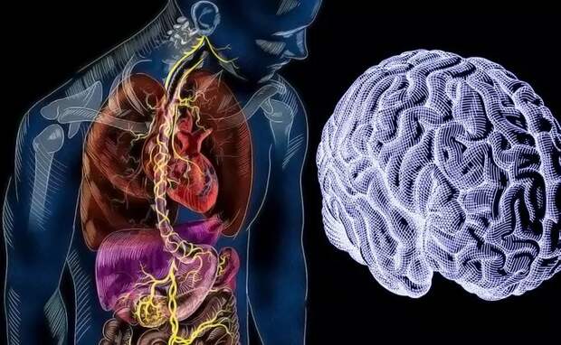 Ученые выяснили, как кишечник связан с мозгом