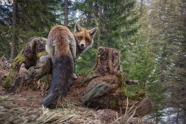 Портрет лисы в Граубюндене, Швейцария