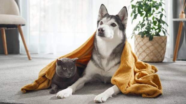 Сердце питомца: как стресс хозяина влияет на животных