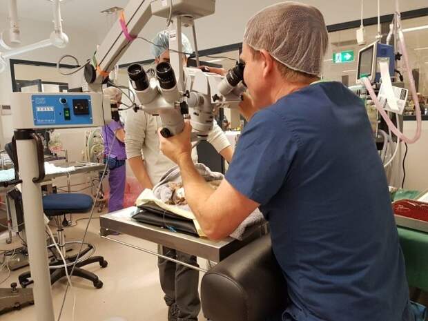 Австралийские врачи спасли зрение котятам, родившимся без век Счастливый конец, жвотные, котята, лечение, помощь