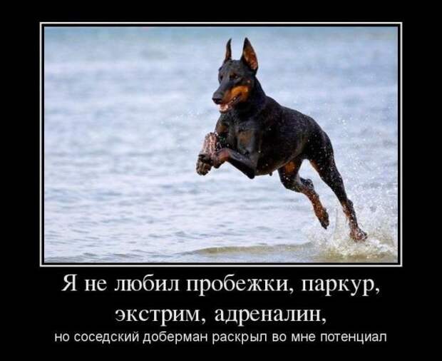 Демотиваторы (30 фото)
