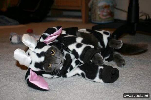funny_animals_163