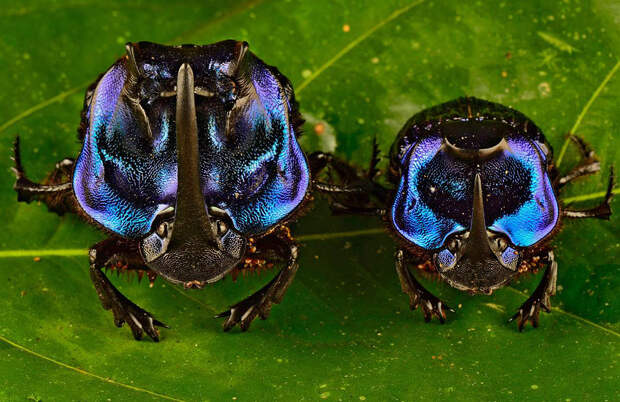 Большие синие жуки Coprophanaeus lancifer Большие синие жуки Coprophanaeus lancifer