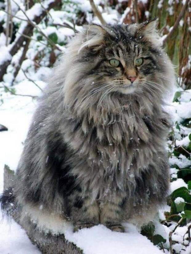 Норвежская лесная кошка, также известная как кошка викингов.