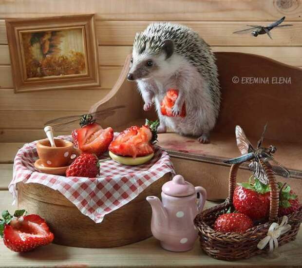 Тайная жизнь домашних ежиков Тайная жизнь домашних ежиков