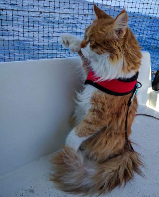 Кот мейн-кун путешествует на лодке со своим глухим хозяином