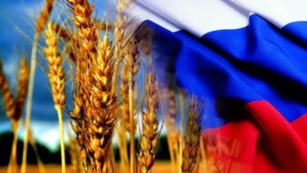 Картинки по запросу Российская пшеница