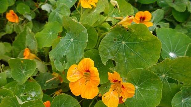 Пора позаботиться о клумбах на вашем участке: какие цветы можно сеять уже в апреле