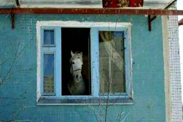 Когда твой сосед конь.
