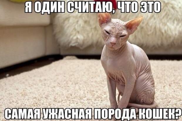 _DJJ5QzTQKc