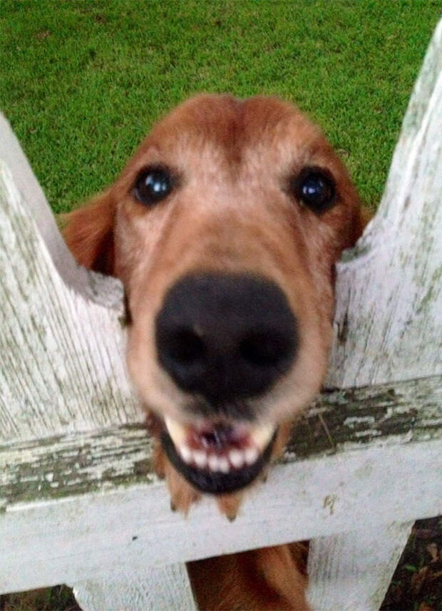 Friend's Neighbor's Dog. He's Always So Excited When We Pull Up!