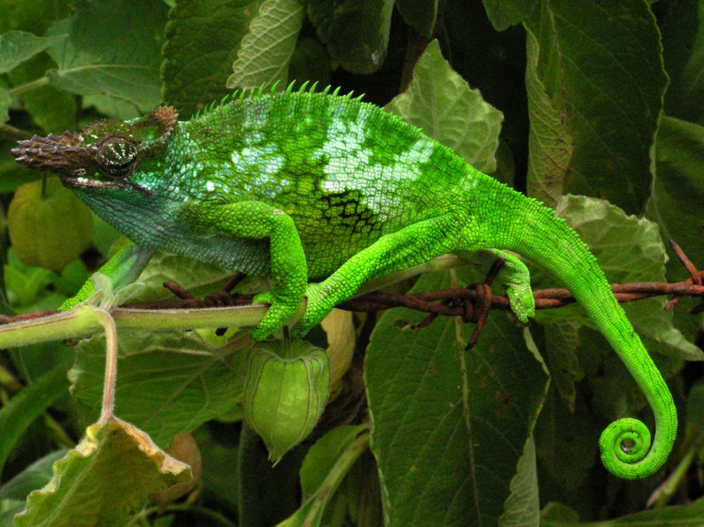 Chameleon_-_Tanzania_-_Usambara_Mountain