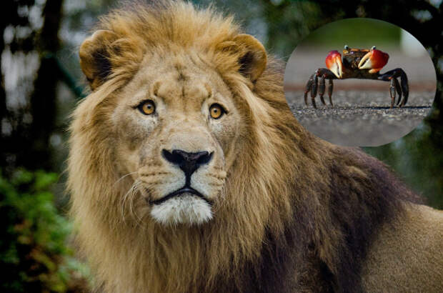 pride of lions watch crab