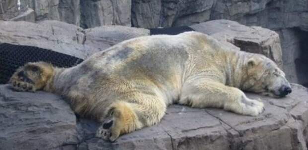 Самый грустный белый медведь в мире скончался после 22 лет жизни в бетонной яме белый медведь, грустное, животные